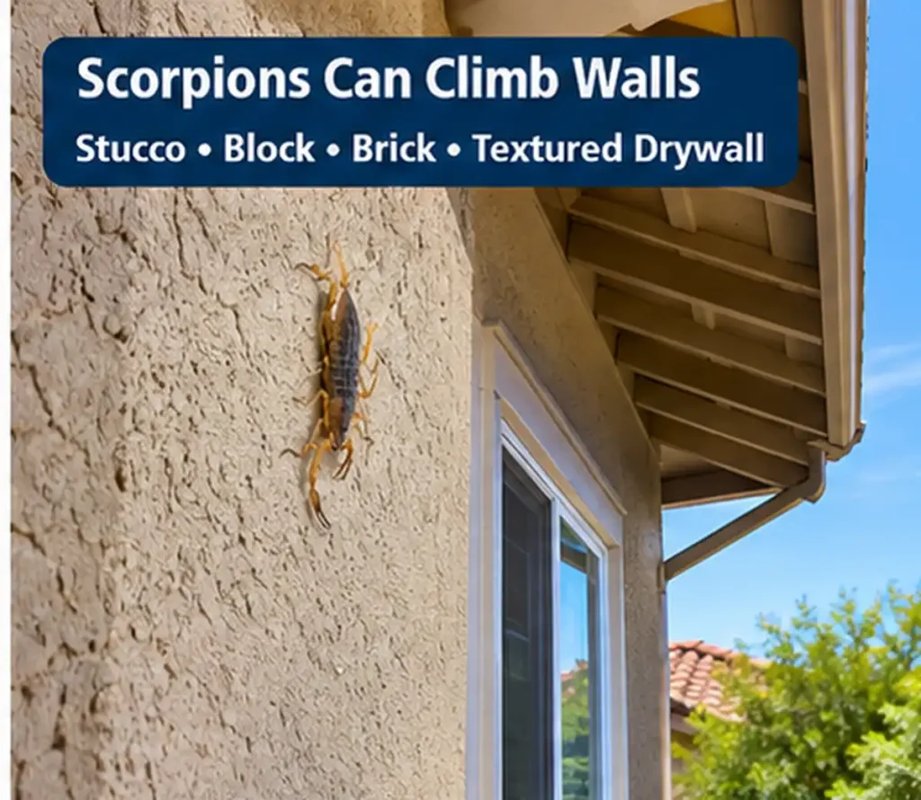 How Scorpions Get Inside Your Home